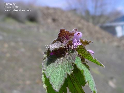 deadnettle, purple